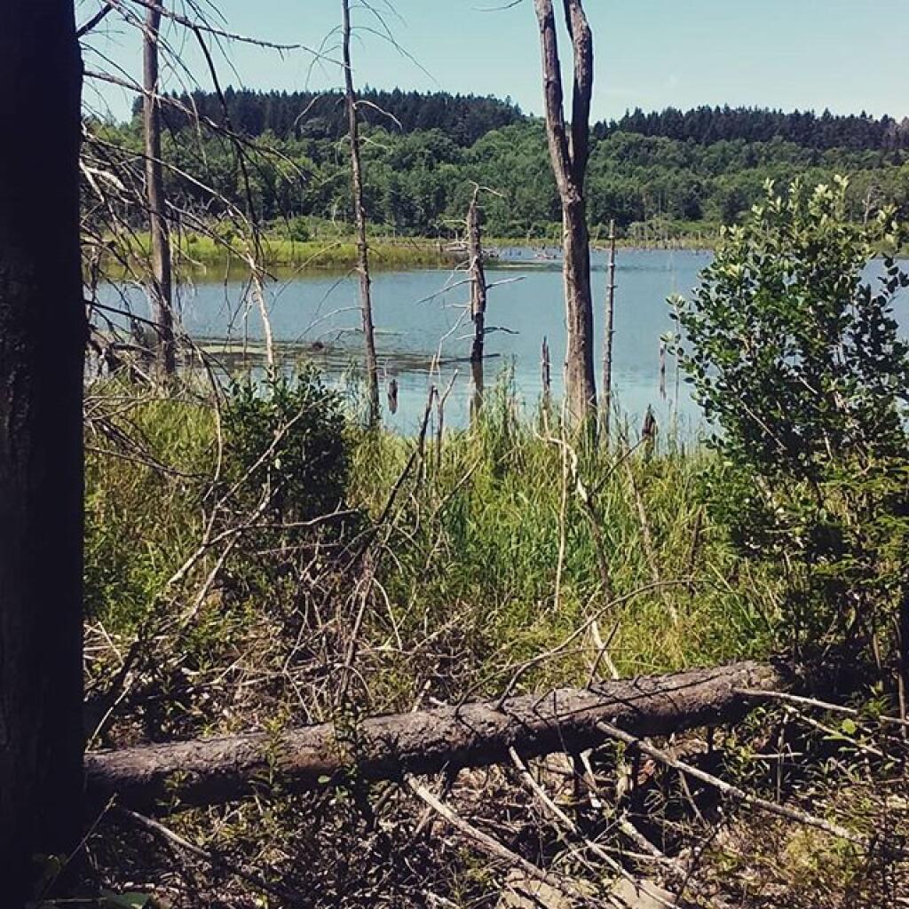 Photo: Trail around Looking Glass Pond