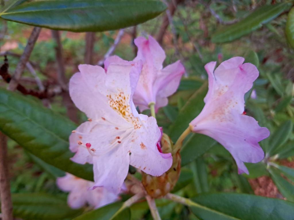 Photo: Pacific rhododendron [Expires May 25 2026]