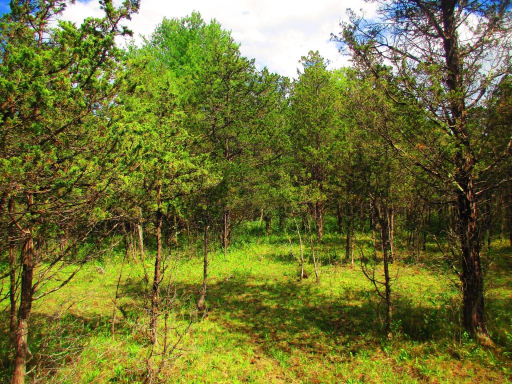 Photo: Cedar Above the Clay Pits
