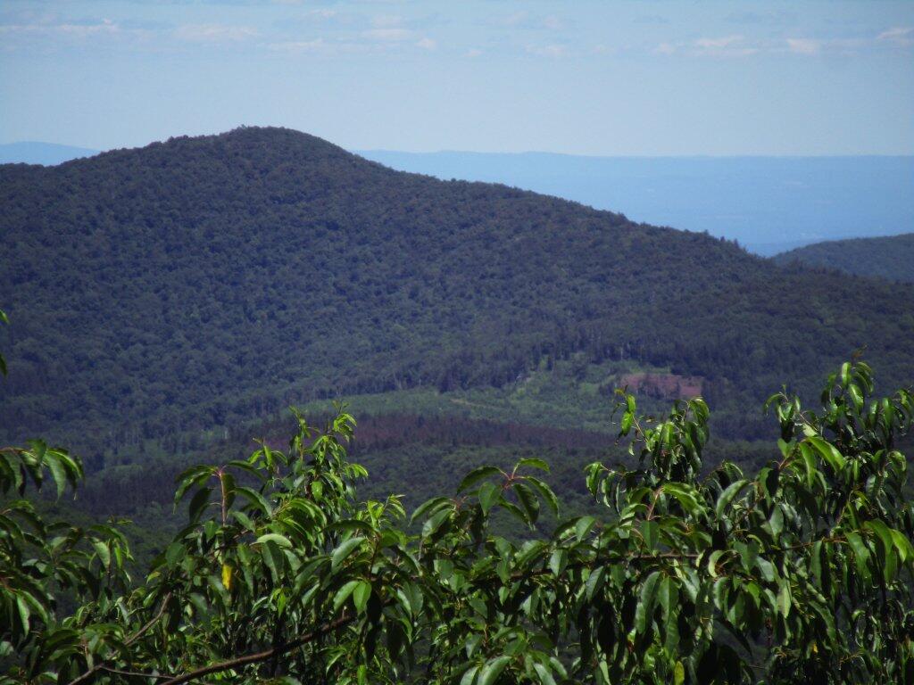Photo: Timber Cut On Ross Mountain
