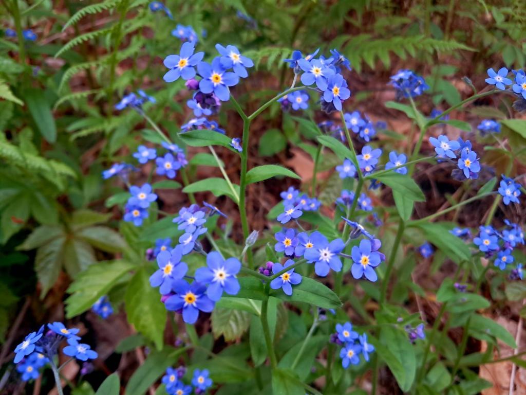 Photo: Wood Forget-Me-Nots  [Expires May 25 2026]