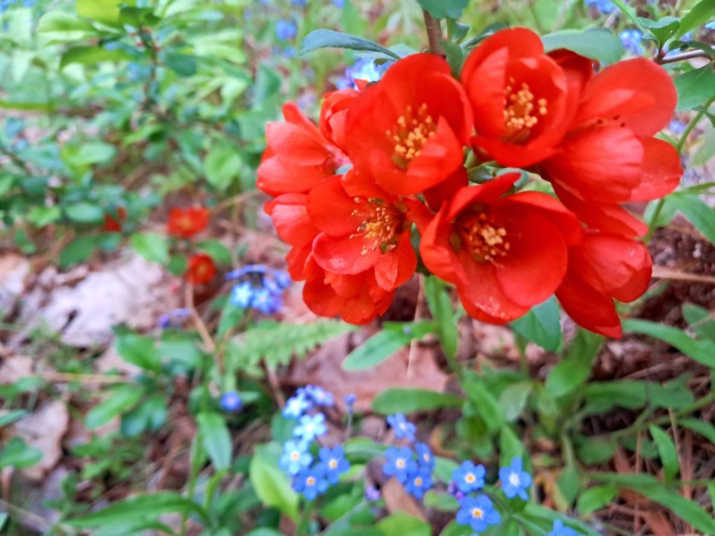 Photo: Japanese flowering quince [Expires May 25 2026]