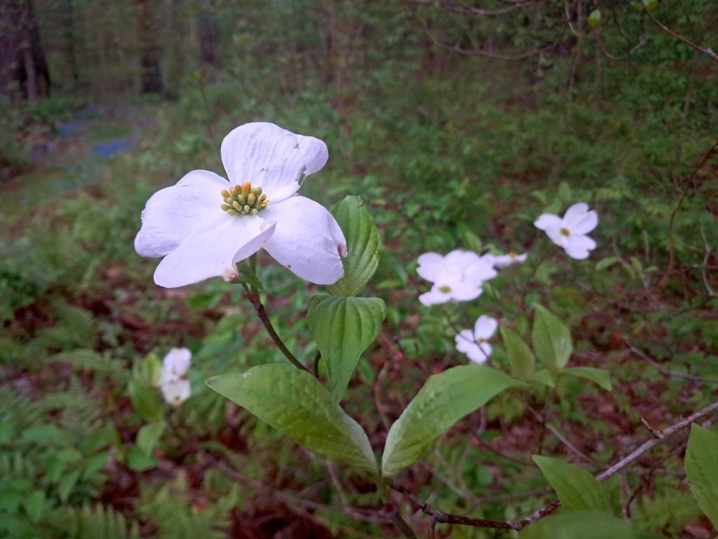Photo: Dogwood Flowers [Expires May 25 2026]