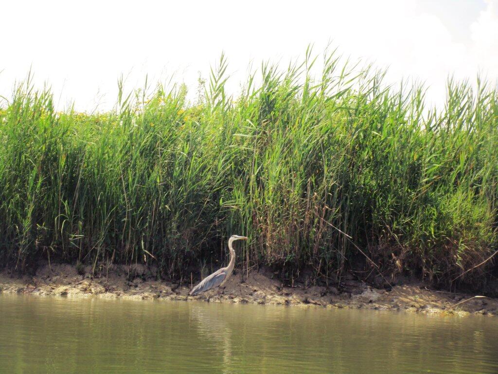 Photo: Great Blue Heron