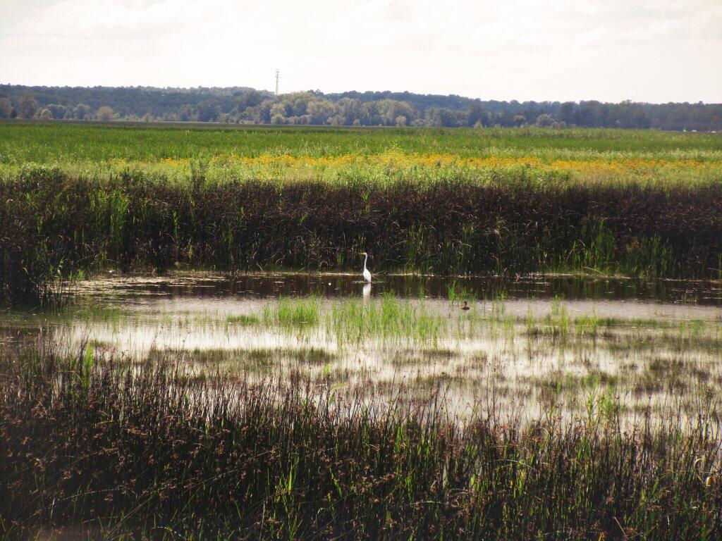 Photo: Marsh