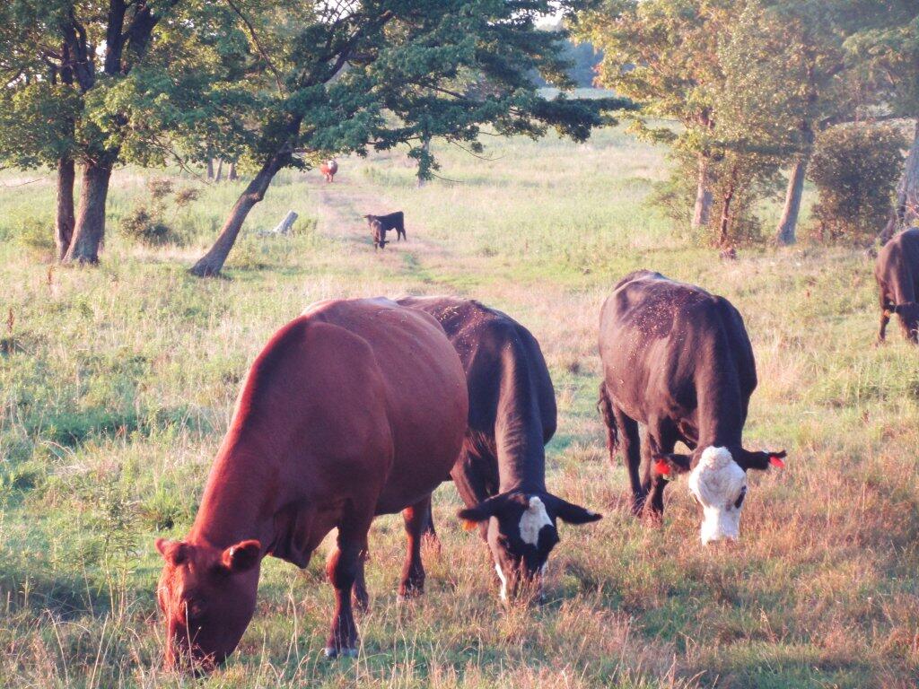 Photo: Grazing