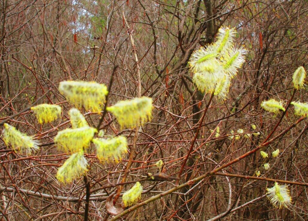 Photo: Pussy Willow