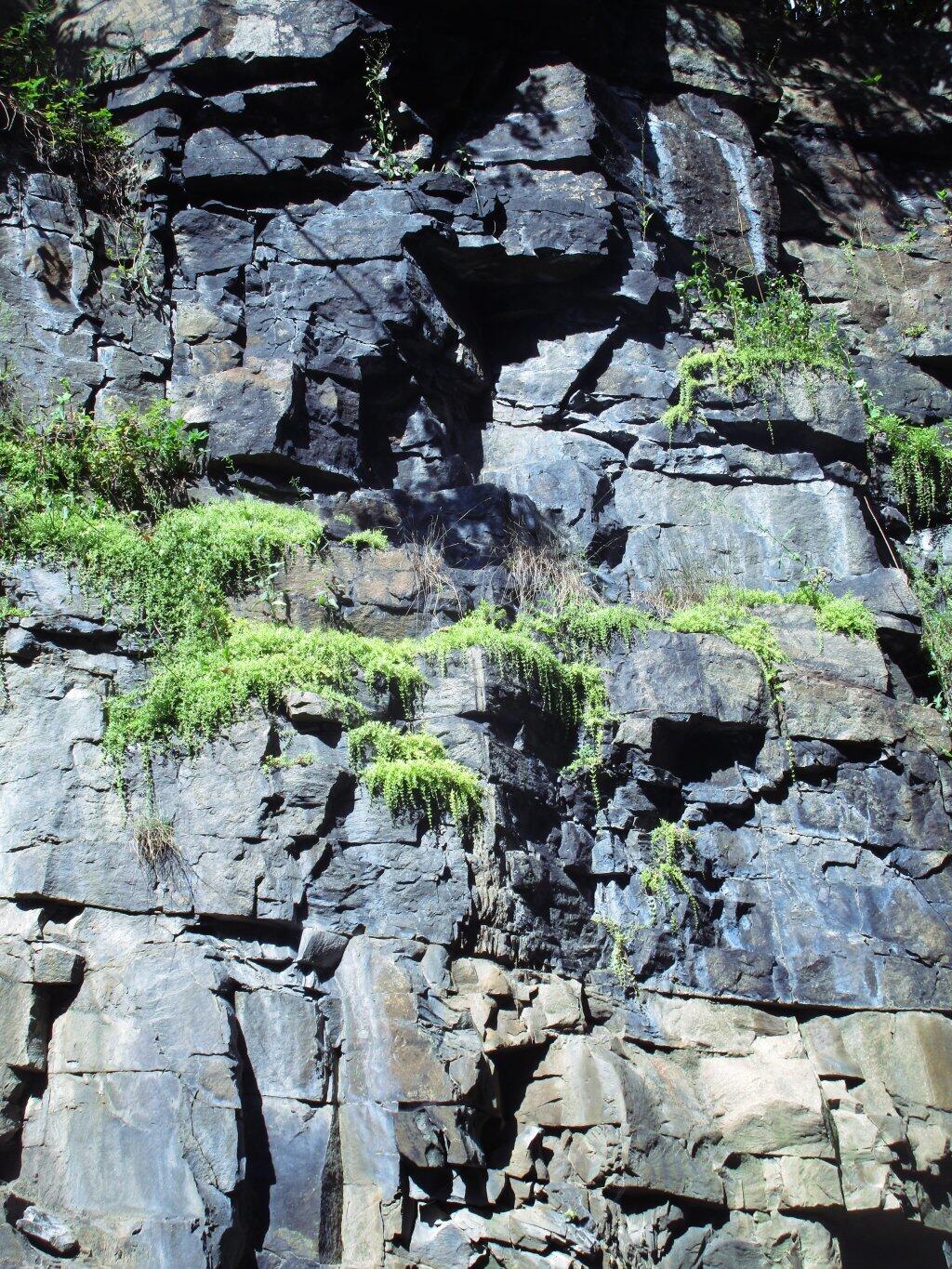Photo: Moss Growing on the Railroad Rock Cut