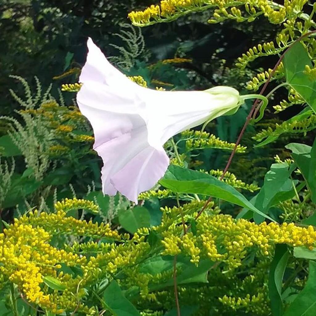 Photo: White
