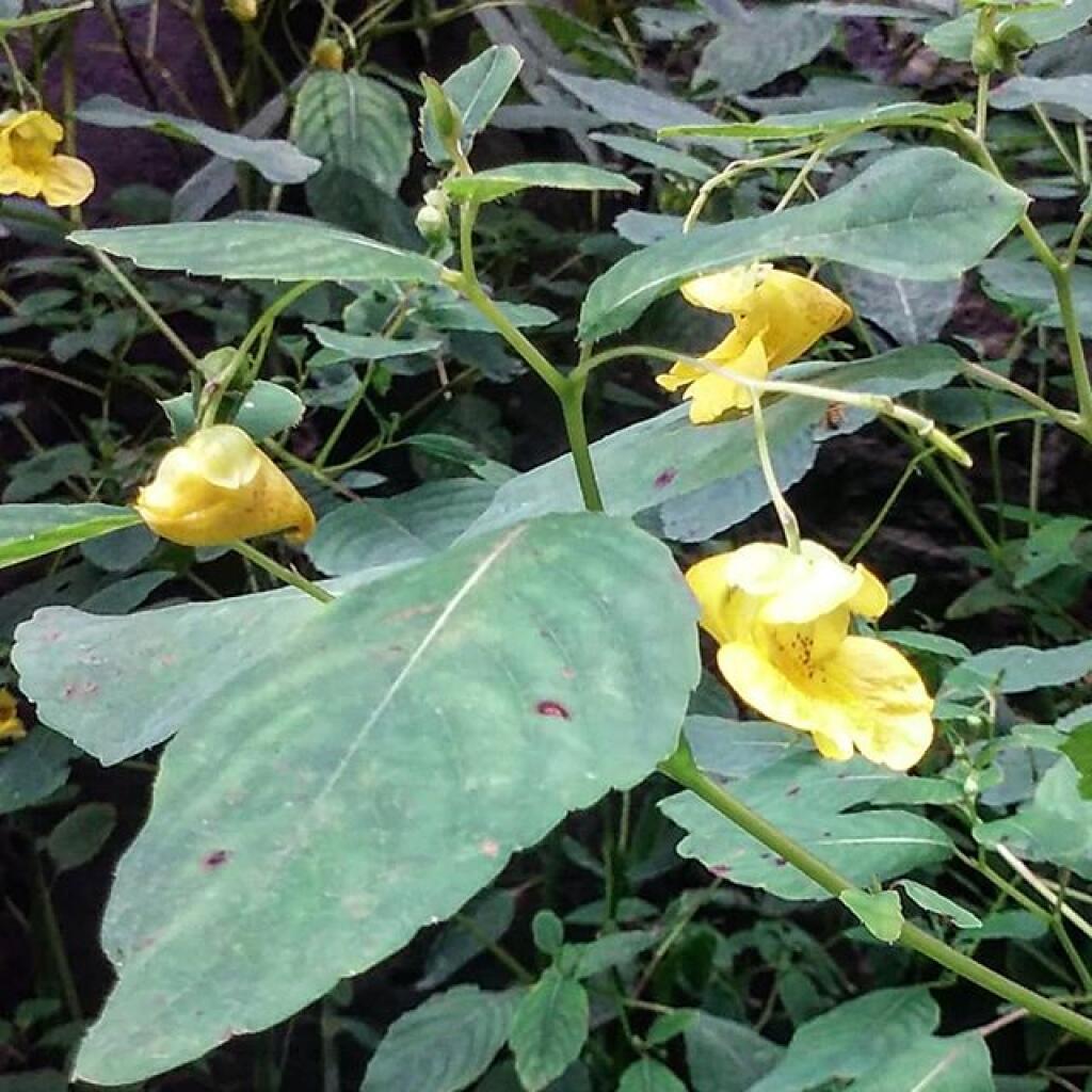 Photo: Yellow