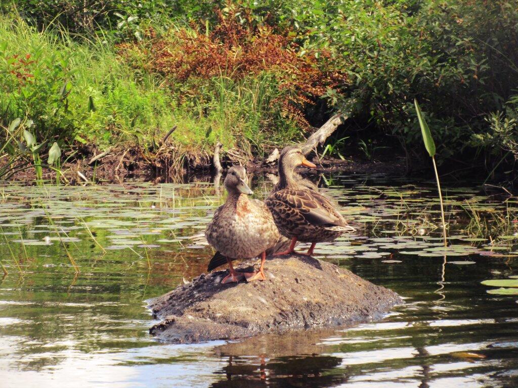Photo: Duck