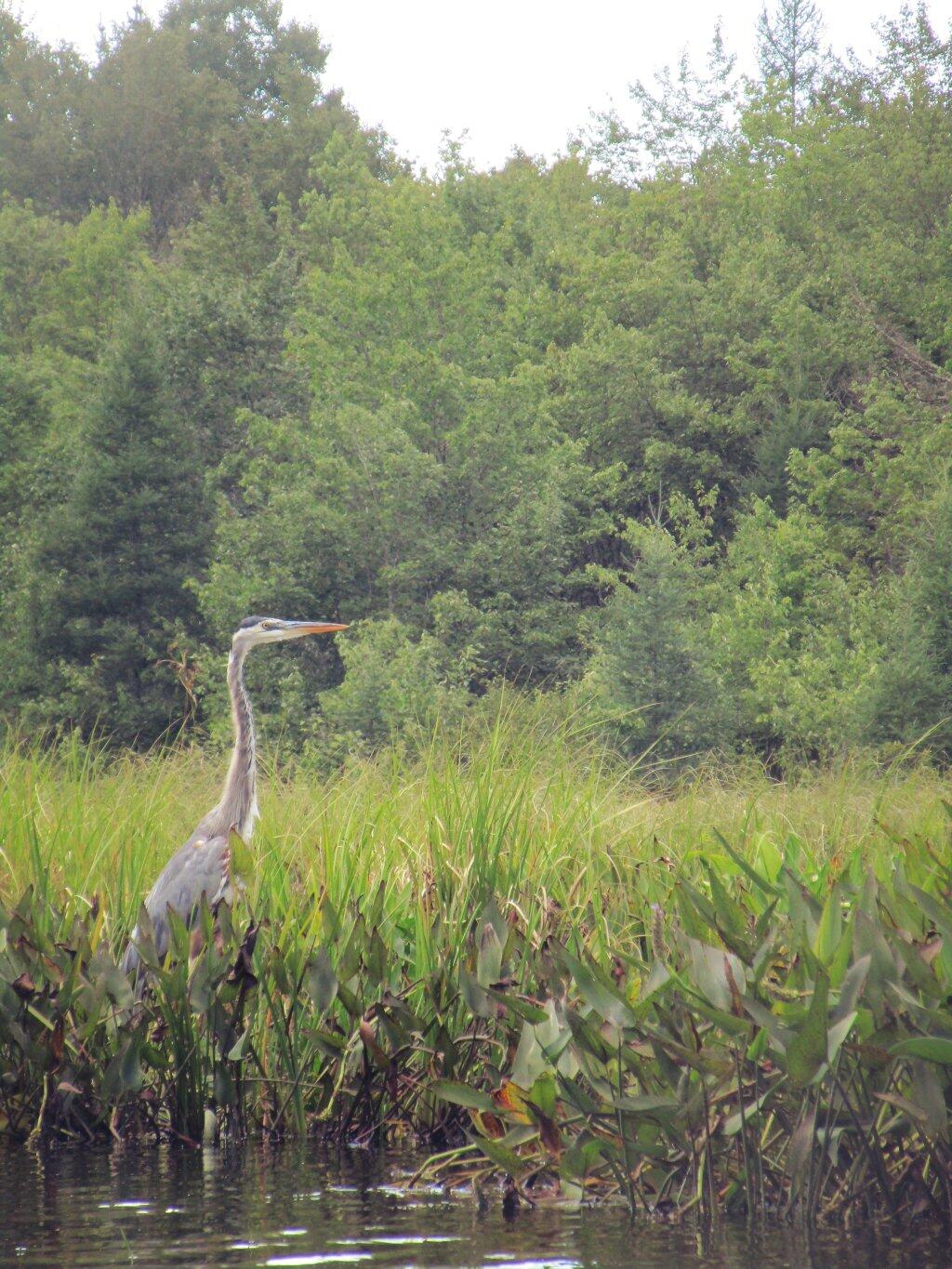 Photo: Great Blue Heron