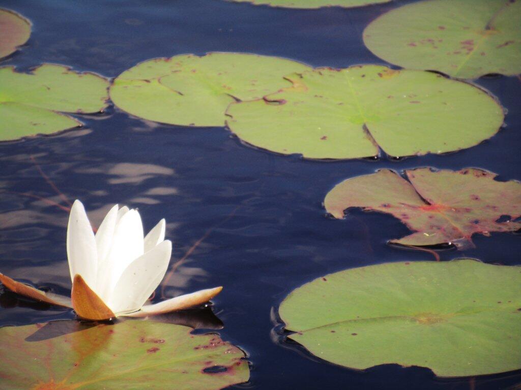 Photo: Pond Lilly