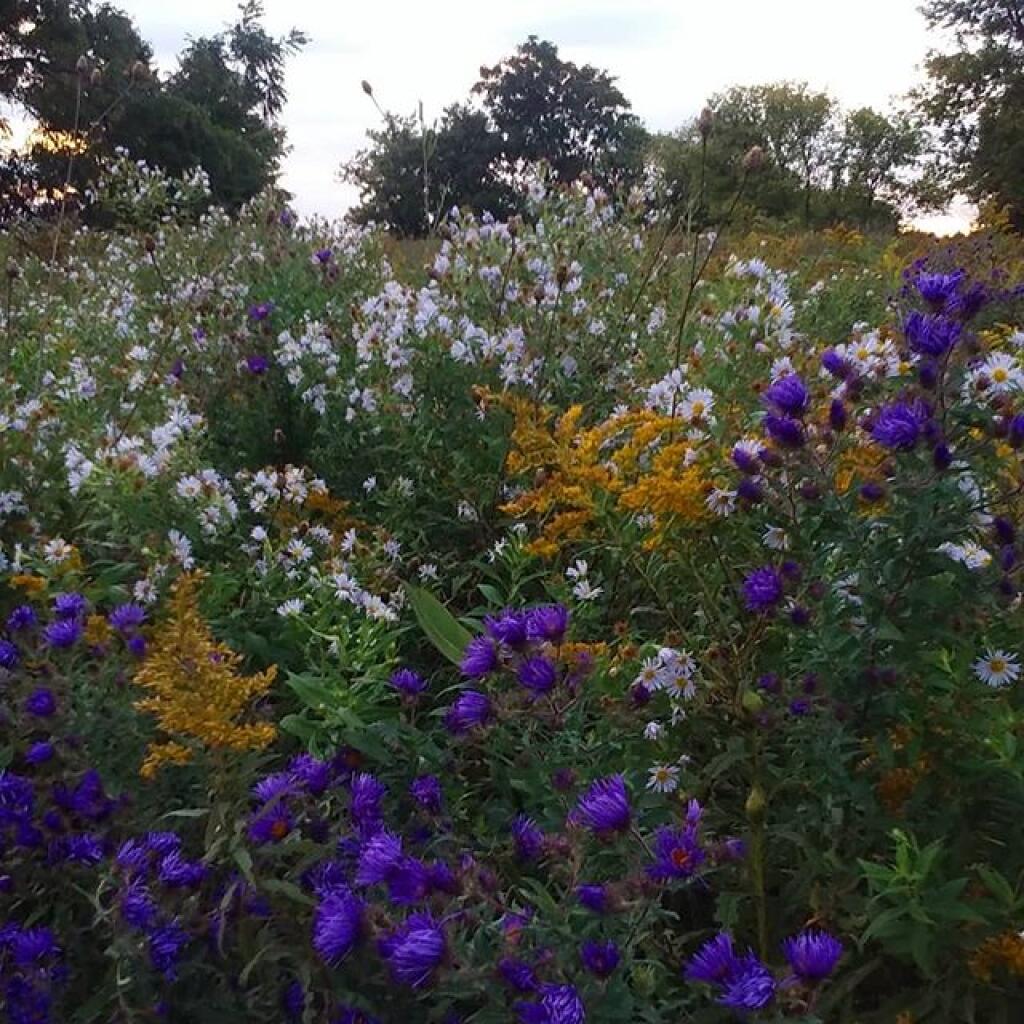 Photo: Wildflowers