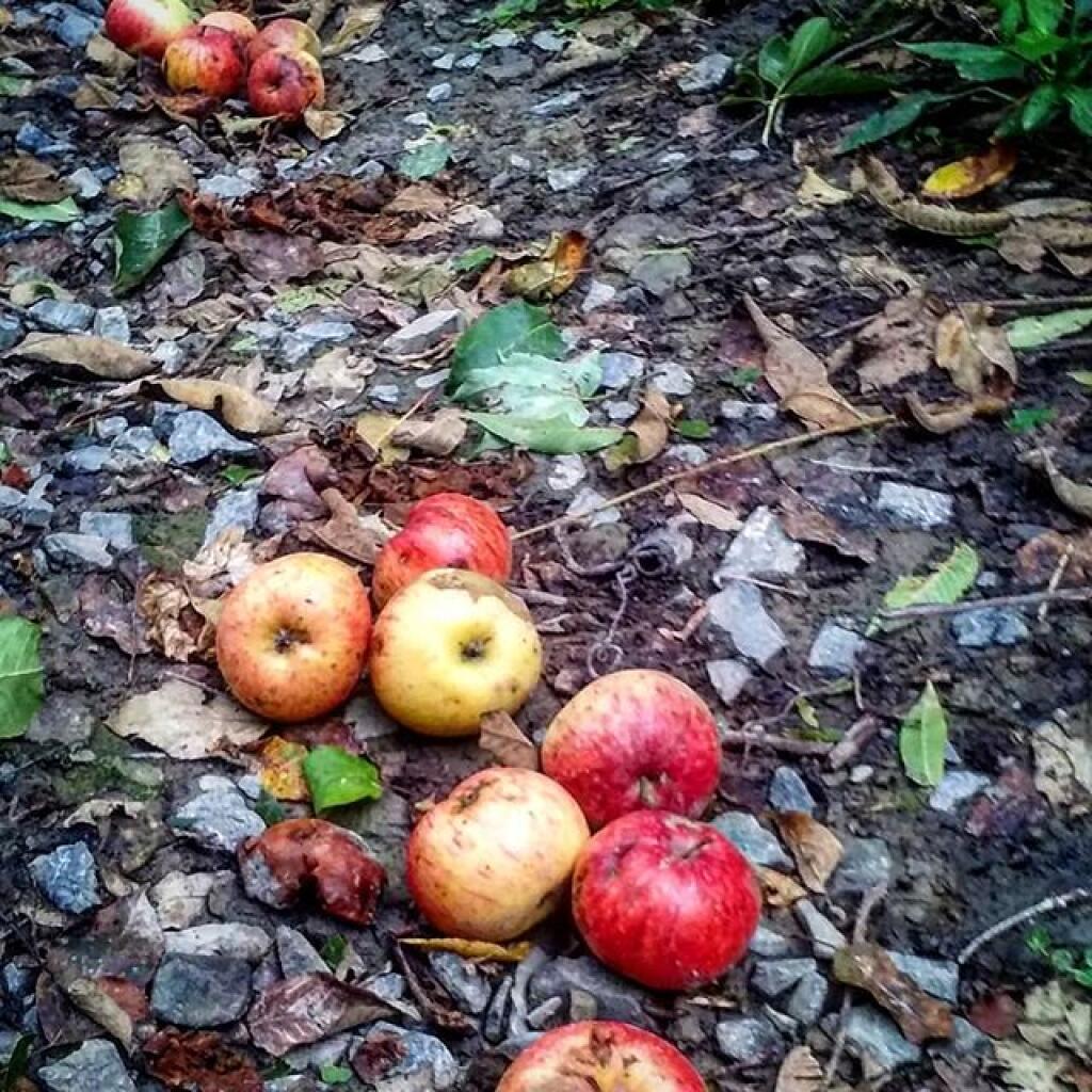 Photo: Apples