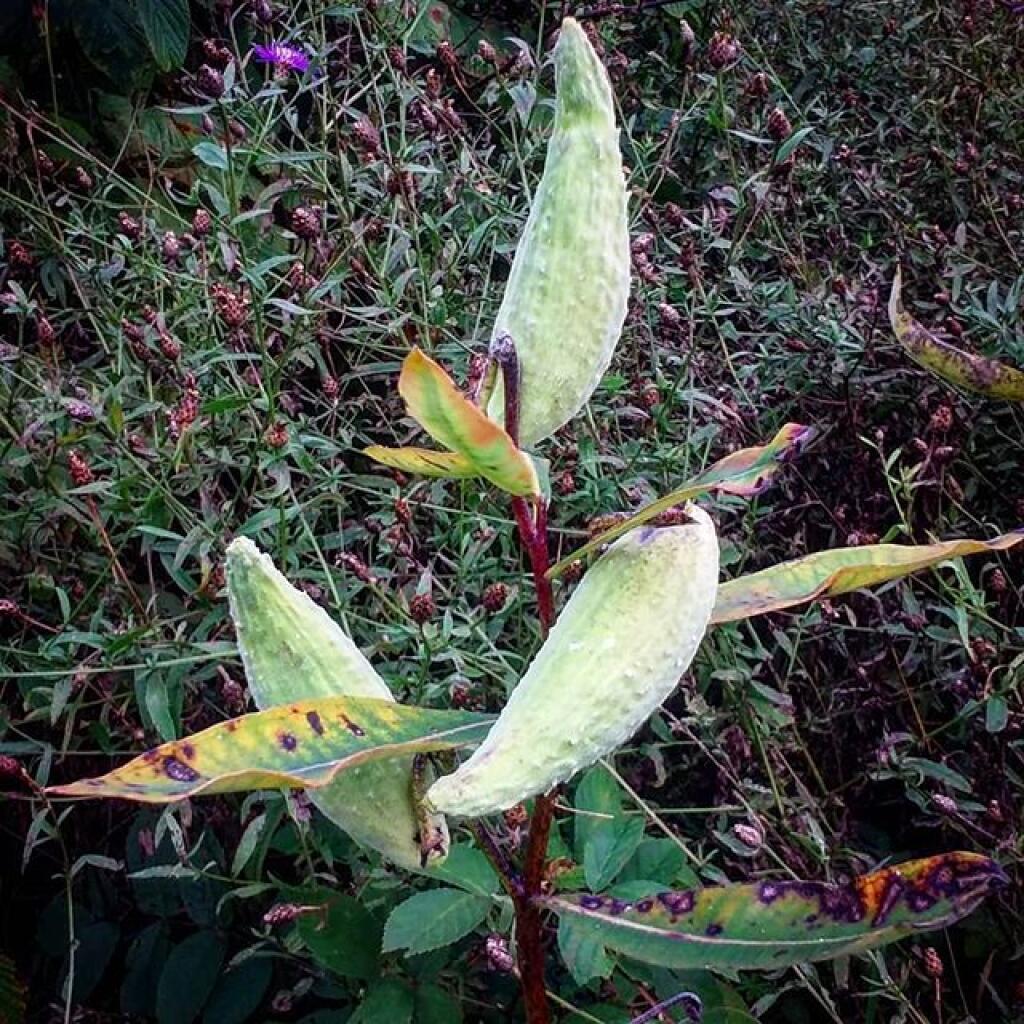 Photo: Milkweed Pods