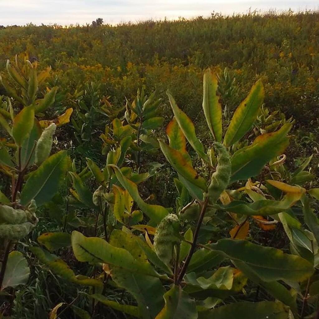 Photo: Milkweed Landscape