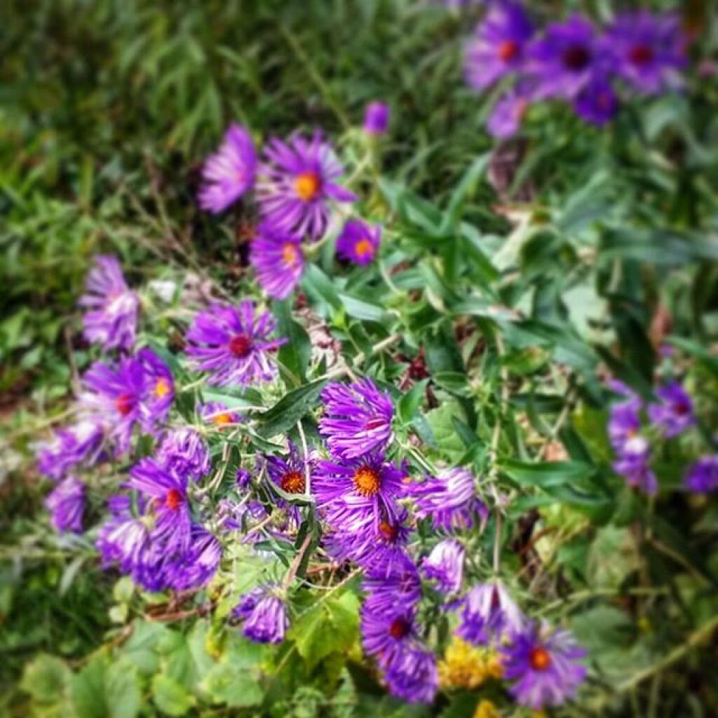 Photo: Purple