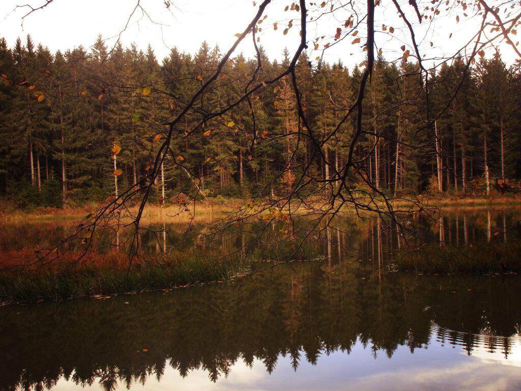 Photo: Spruce Pond
