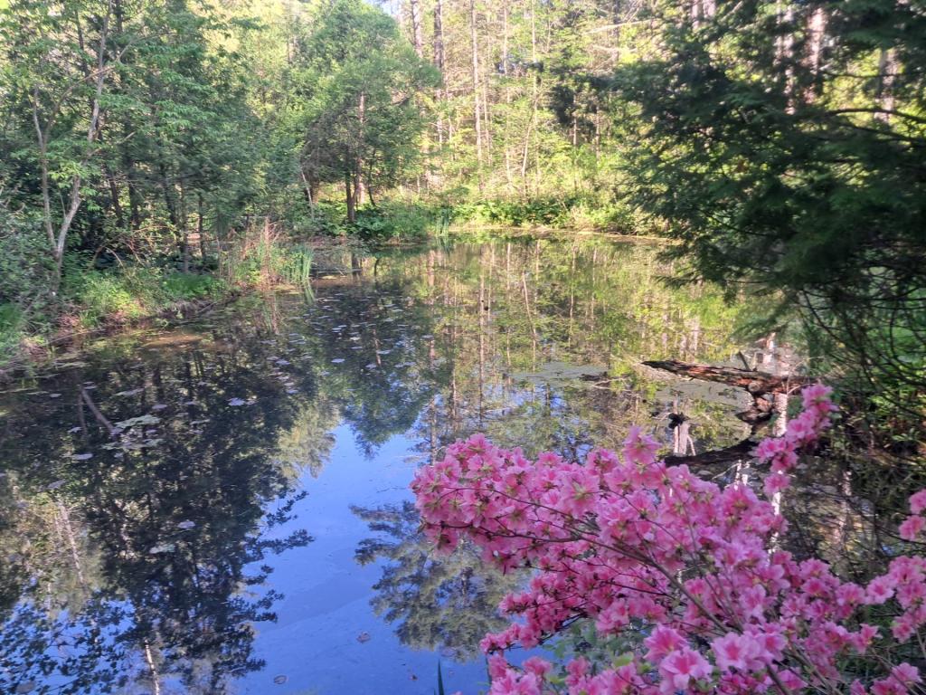 Photo: Pond [Expires May 30 2026]