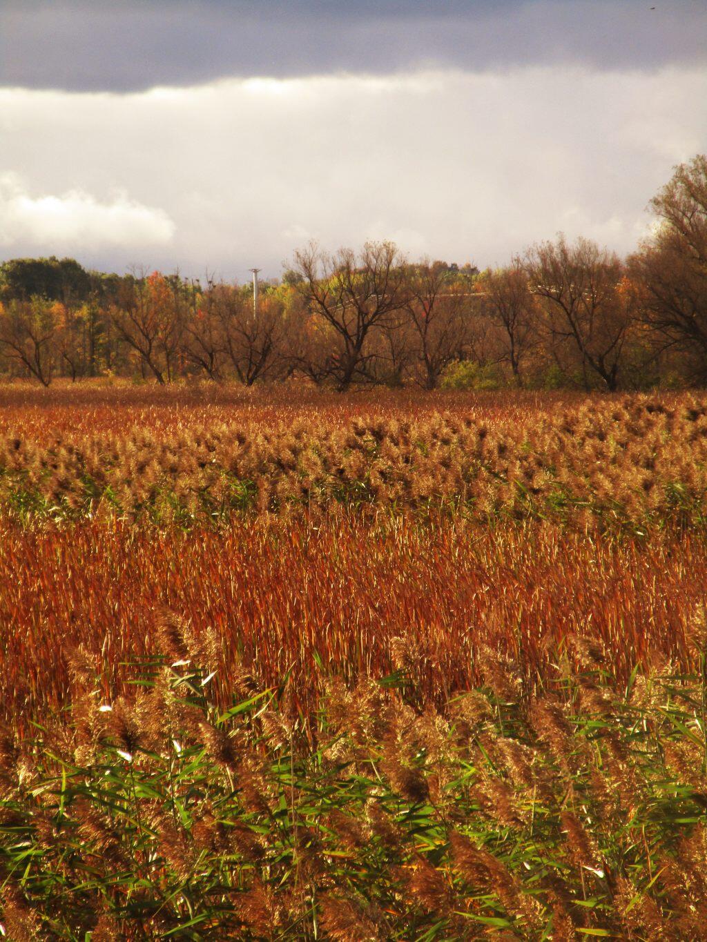 Photo: Hamlin Marsh