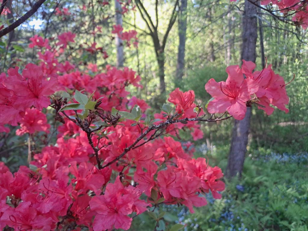 Photo: Rhododendron [Expires May 30 2026]