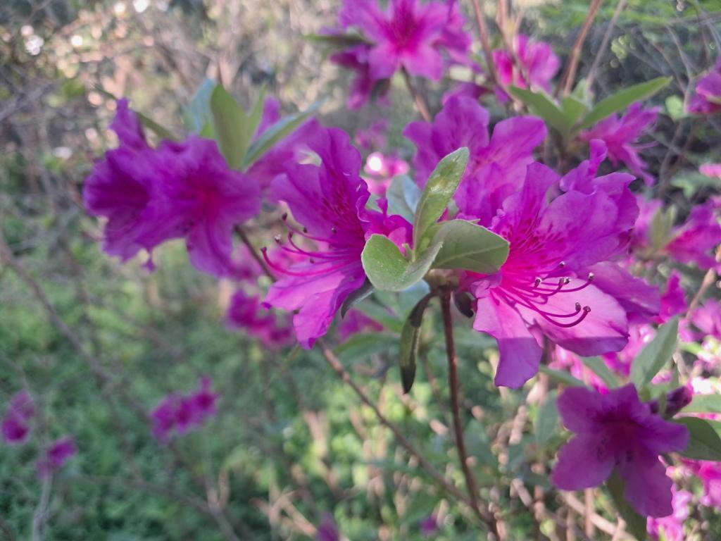 Photo: Azaleas [Expires May 30 2026]