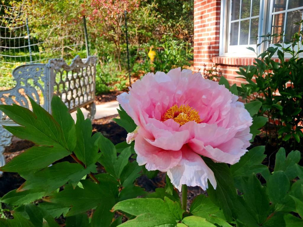 Photo: Peony [Expires May 30 2026]