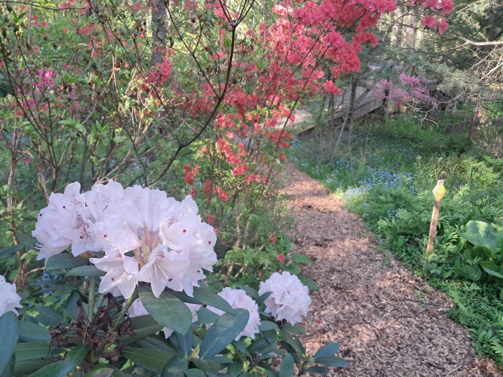 Photo: Rhododendron [Expires May 30 2026]