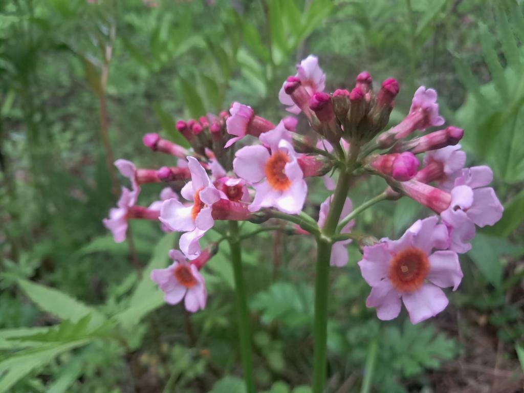 Photo: Japanese Primrose [Expires May 30 2026]