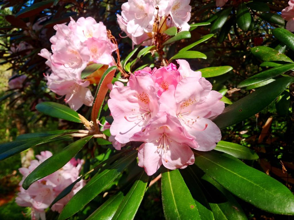 Photo: Giant Laurel [Expires May 30 2026]