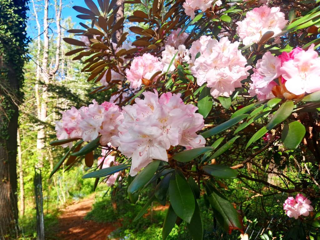 Photo: Rhododendrons [Expires May 30 2026]