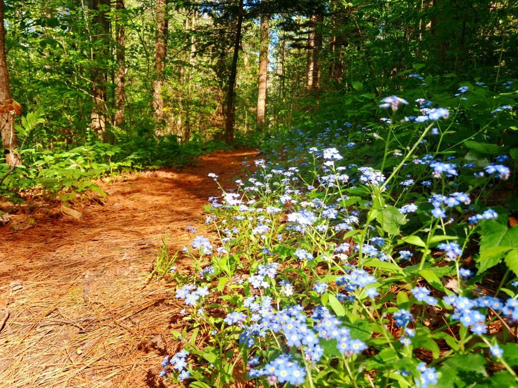 Photo: Forget-Me-Not Trail [Expires May 30 2026]