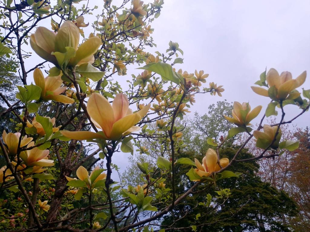 Photo: Magnolia [Expires May 30 2026]