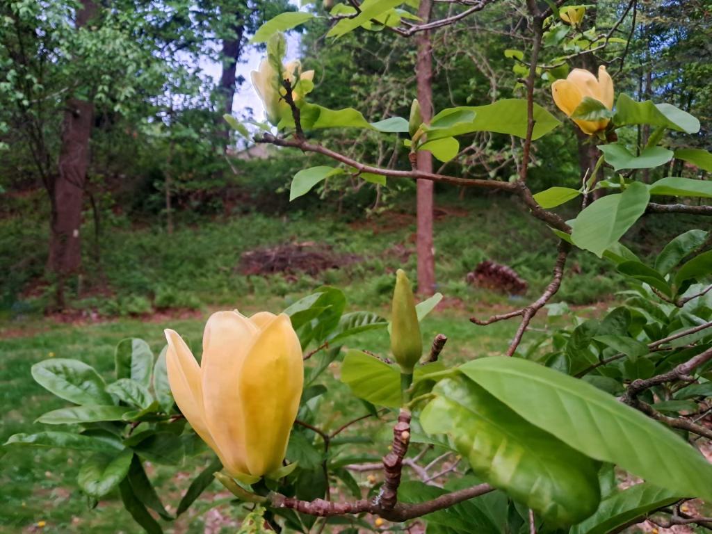 Photo: Yellow Magnolia [Expires May 30 2026]