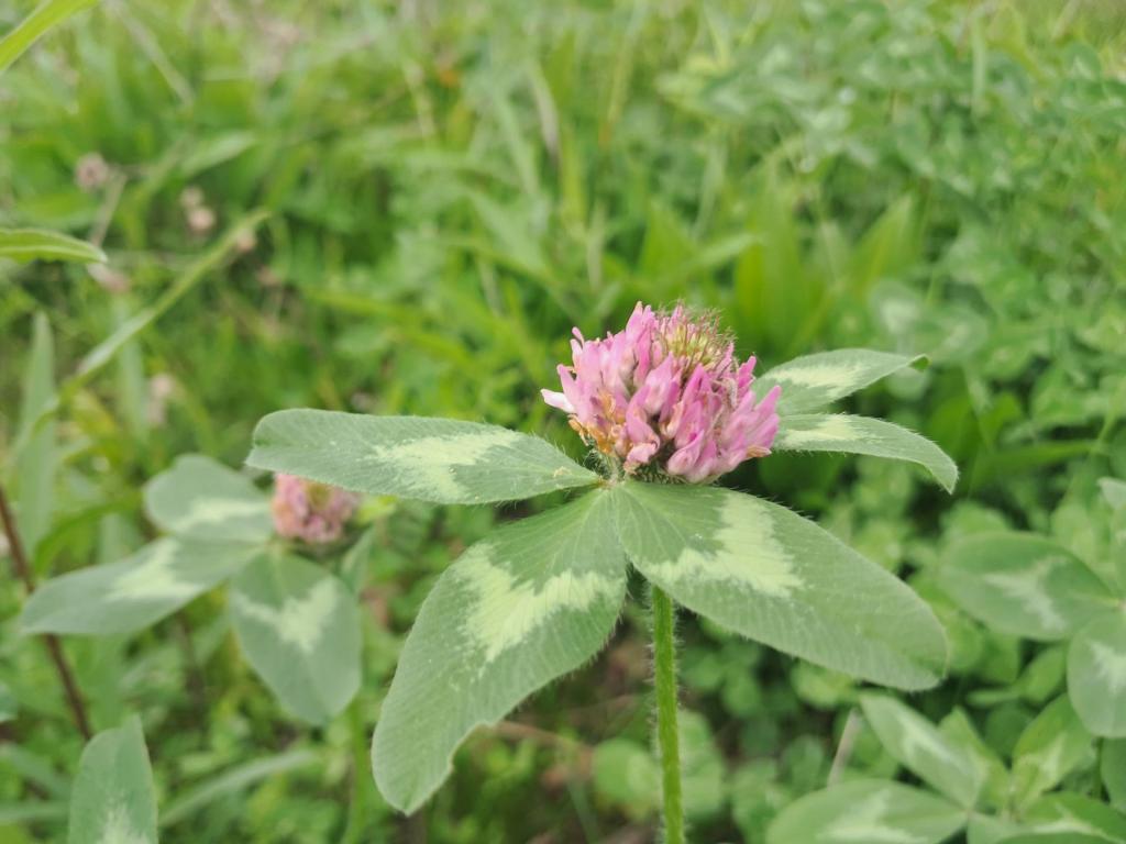 Terrain Map: Red Clover [Expires June 6 2026]