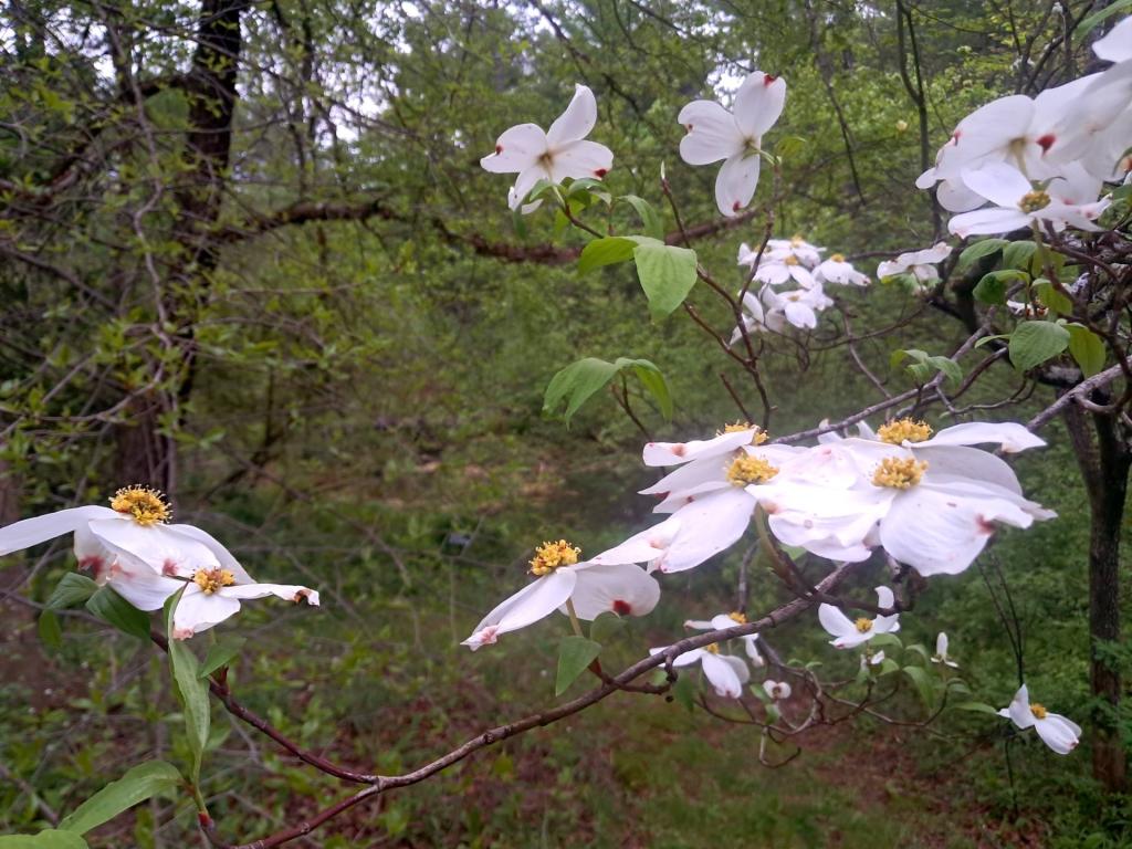 Photo: Dogwood [Expires May 30 2026]