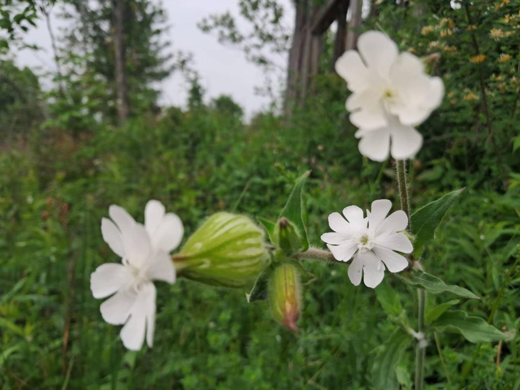 Photo: White Campion [Expires June 6 2026]
