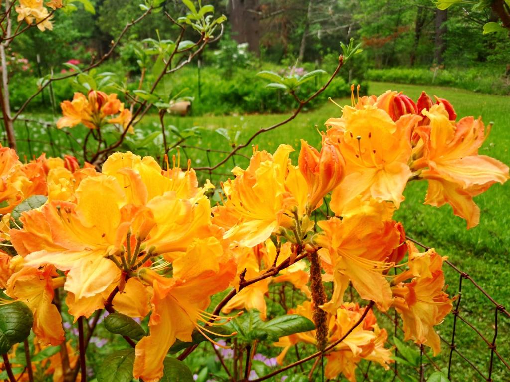 Photo: Flame Azalea [Expires June 6 2026]