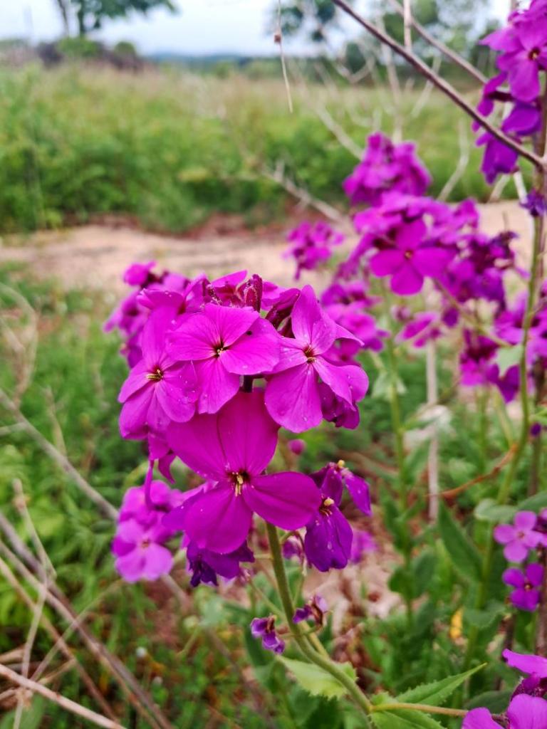 Photo: Purple Dames Rocket [Expires June 6 2026]
