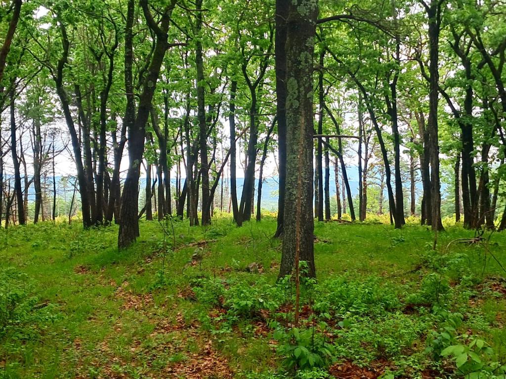 Photo: To the clearing [Expires June 8 2026]