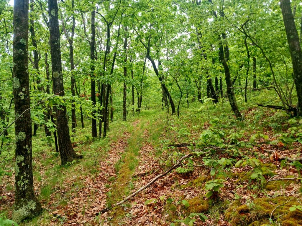 Photo: Blue Trail [Expires June 8 2026]