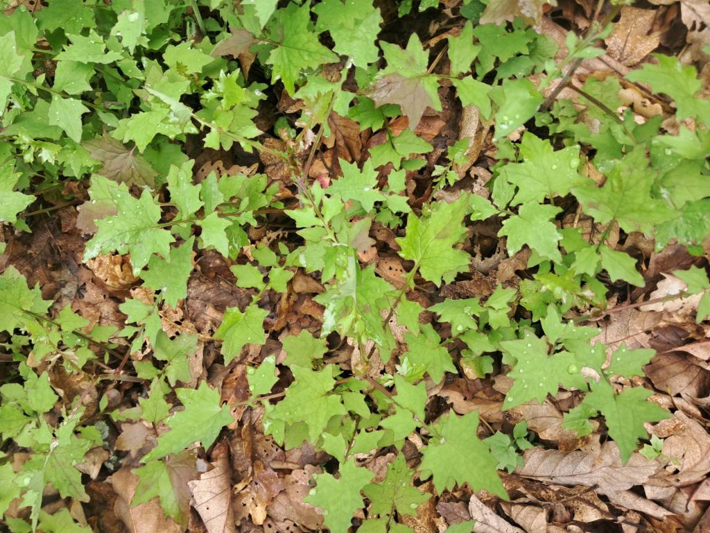 Photo: Invasive Wall Lettuce 🥬 [Expires June 8 2026]
