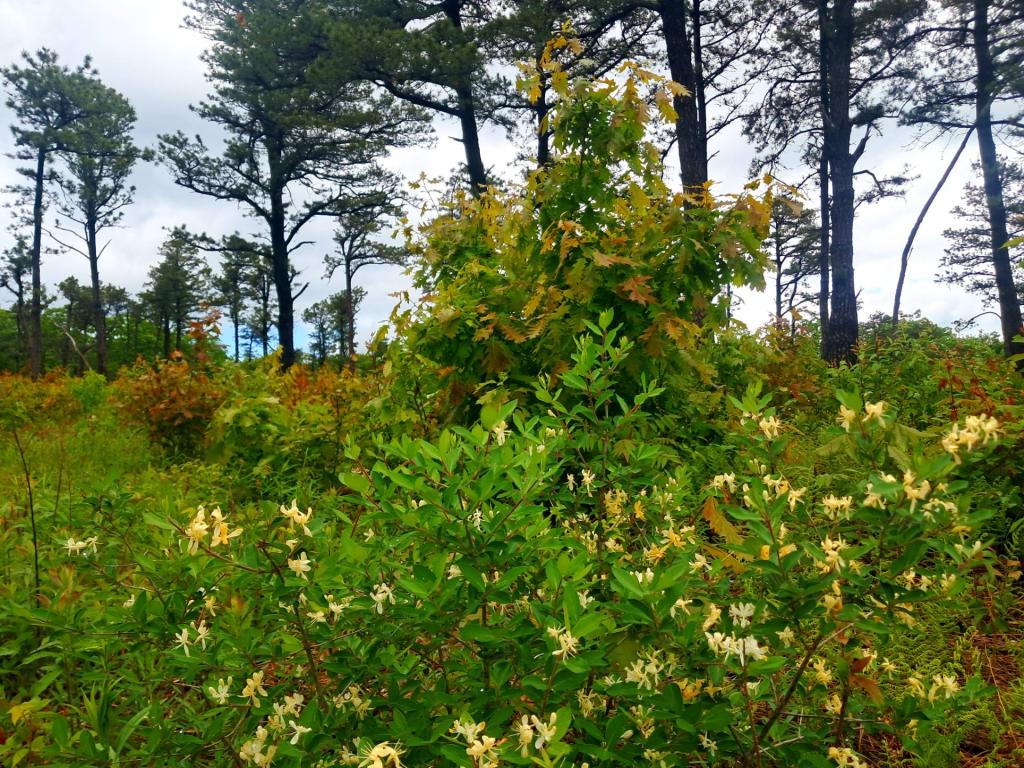 Photo: Invasive Honeysuckle [Expires June 8 2026]