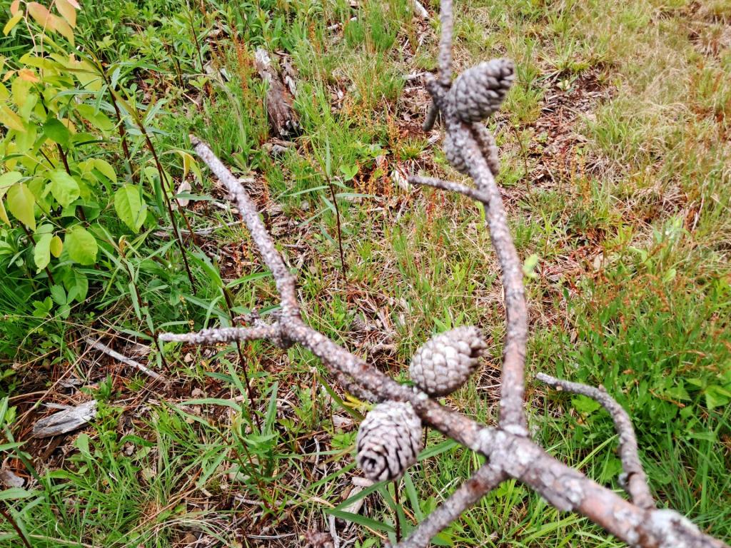 Photo: Pine Cones [Expires June 8 2026]