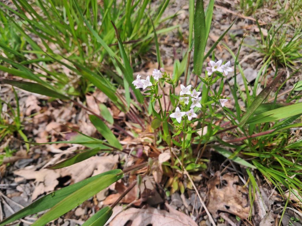 Photo: Long-leaved Bluet [Expires June 8 2026]