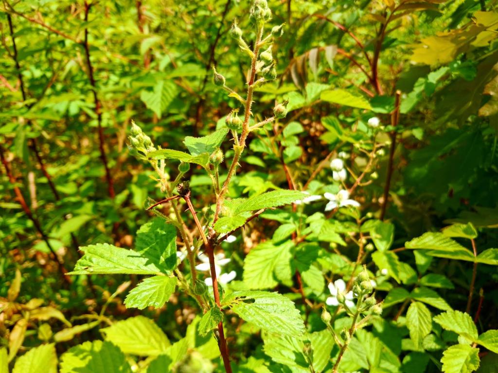 Photo: Blackberry [Expires June 8 2026]