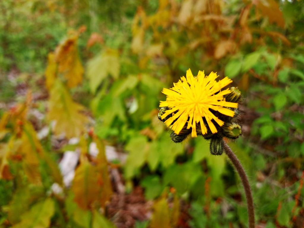 Photo: Meadow Hawkweed [Expires June 8 2026]