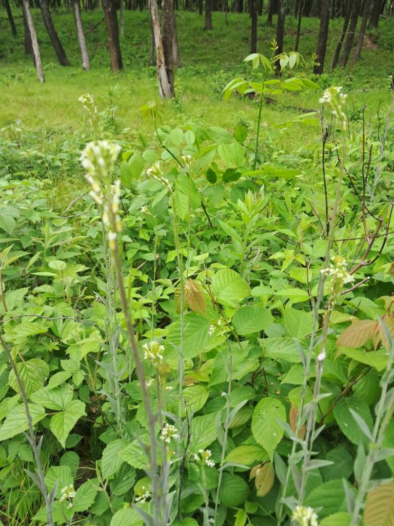 Photo: Tower Mustard [Expires June 8 2026]
