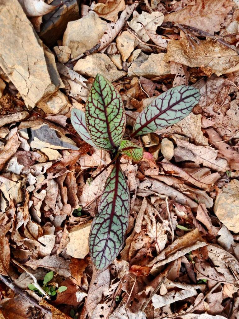 Photo: Rattlesnake Weed [Expires June 8 2026]